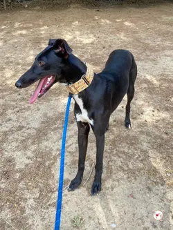 jade_galgo_03
