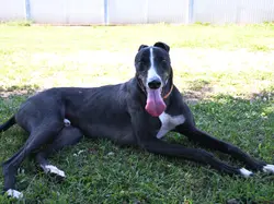 zeno_grey_adozione_09