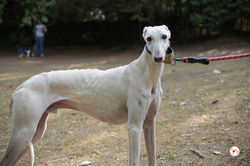zephir_galgo_adozione_10 (Mittel)