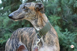 oz_galgo_adozione_54_rezultat