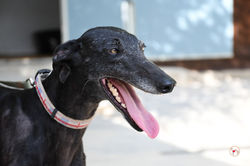 isla_galgo_adozione_5 (Mittel)