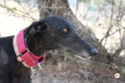 isla_galgo_adozione_12 (Mittel)