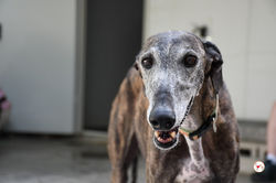 lira_galgo_adozione_9 (Mittel)