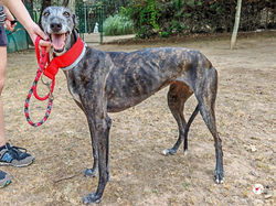sita_galgo_adozione_02 (Mittel)