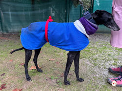 laika_galgo_adozione_05 (Mittel)