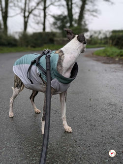 chrissy_grey_adozione_8 (Mittel)