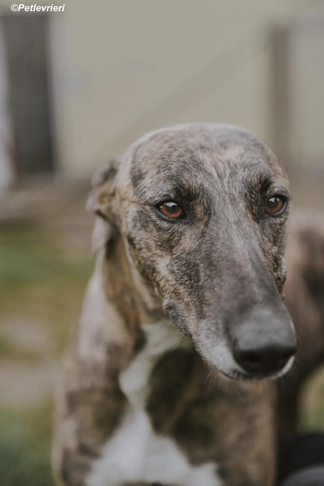 Monica-adozione-levrieri-greyhound-17.webp