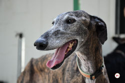 lira_galgo_adozione_3 (Mittel)