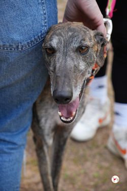 carbon_galgo_adozione_12 (Mittel)