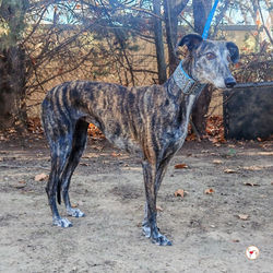 pepa_galgo_adozione_02 (Mittel)