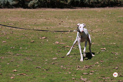 matilda_galgo_adozione_1 (Mittel)