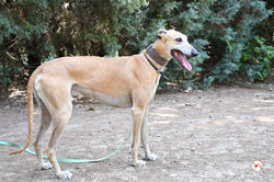 duno_galgo_adozione_12 (Mittel)