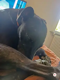 tambourine_grey_adozione_56