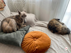 rocco_grey_adozione_14 (Mittel)