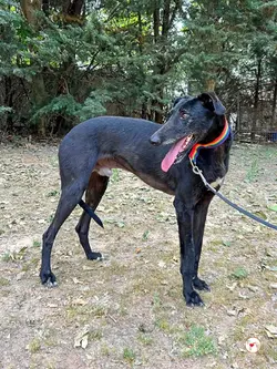 benjamin_galgo_adozione_01