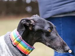 diana_galgo_adozione_09