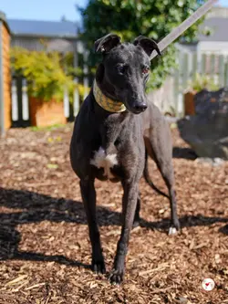 tambourine_grey_adozione_18