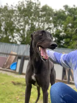 Jorah-adozione-levrieri-greyhound-11
