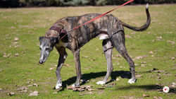 marcelo_galgo_adozione_15 (Mittel)