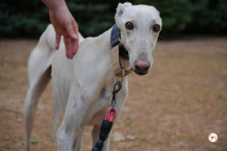 zephir_galgo_adozione_22 (Mittel)