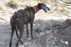 lira_galgo_adozione_12 (Mittel)