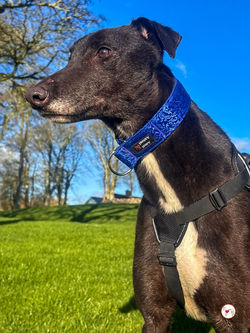 fred_grey_adozione_24 (Mittel)