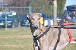 rossa-adozione-levrieri-greyhound-2-scaled (Medium)