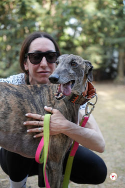 carbon_galgo_adozione_10 (Mittel)