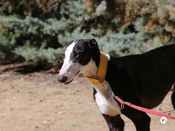 zafira_galgo_adozione_4 (Mittel)