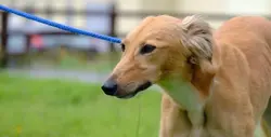 Violet-adozione-levrieri-greyhound-8-e1658930135590