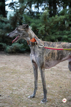 carbon_galgo_adozione_5 (Mittel)