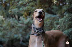 rodrigo_galgo_adozione_59 (Mittel)