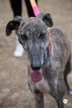 carbon_galgo_adozione_7 (Mittel)