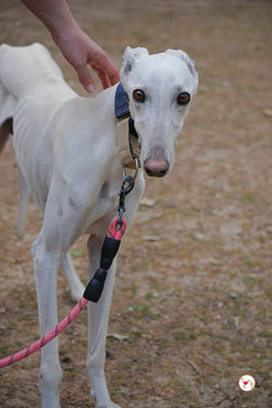 zephir_galgo_adozione_18 (Mittel)