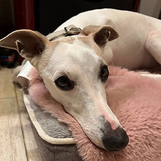 Ally (2) – kopija (Medium).jpg