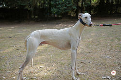 zephir_galgo_adozione_1 (Mittel)
