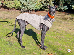 bobby_galgo_adozione_6