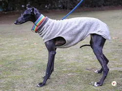 diana_galgo_adozione_10
