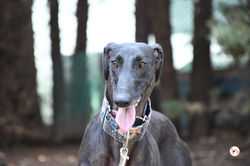 elora_galgo_adozione_11 (Mittel)