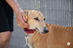 bimba_galgo_adozione_6 (Mittel)