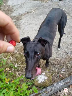 tambourine_grey_adozione_60