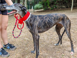 sita_galgo_adozione_03 (Mittel)
