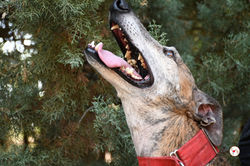 caramelo_galgo_adozione_44 (Mittel)