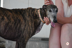 lira_galgo_adozione_10 (Mittel)