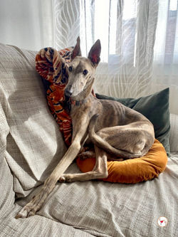 rocco_grey_adozione_02-scaled (Mittel)