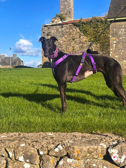 millie_grey_adozione_25 (Mittel)