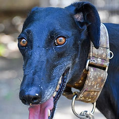 glenda_08 (Mittel).jpeg