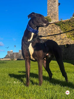 fred_grey_adozione_12 (Mittel)