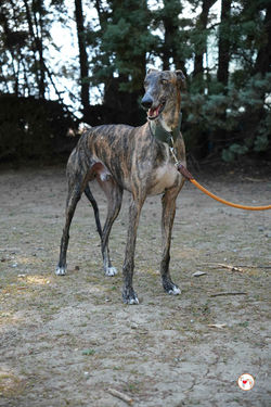 oz_galgo_adozione_59_rezultat