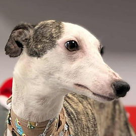 chrissy_4 (Mittel).jpg